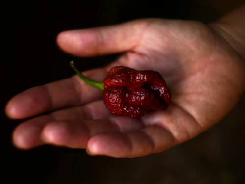  Douglah Chilli Pod 