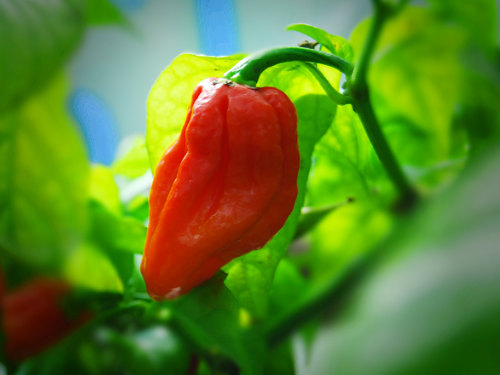  Komodo Dragon Chilli Plant 