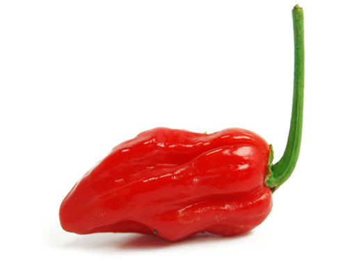  Komodo Dragon Chilli Pod 