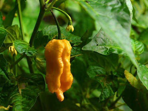  Jay's Peach Ghost Scorpion Chilli Plant 