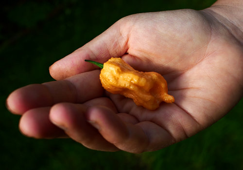  Jay's Peach Ghost Scorpion Pod 