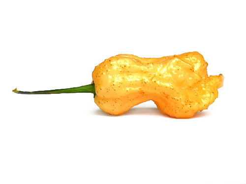  Jay's Peach Ghost Scorpion Pod 