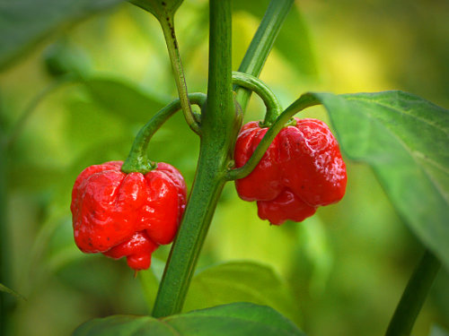  Moruga Scorpion Chilli Plant 