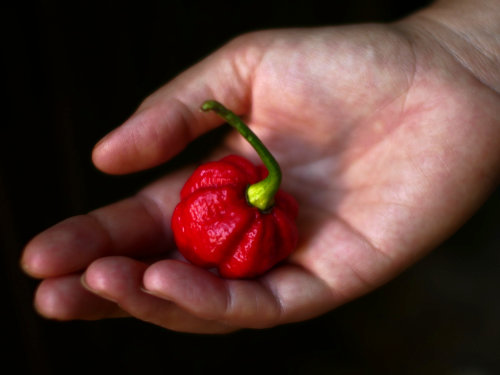  Moruga Scorpion Chilli 