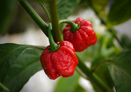  Moruga Brainstrain Chilli Plant 