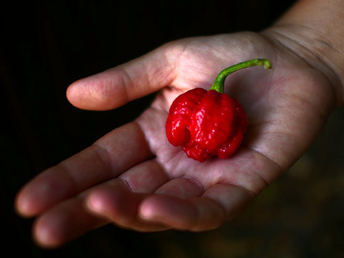  Moruga Brainstrain Pod 