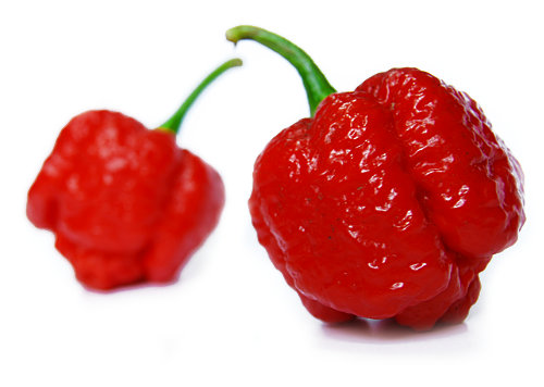  Moruga Brainstrain Chillies 