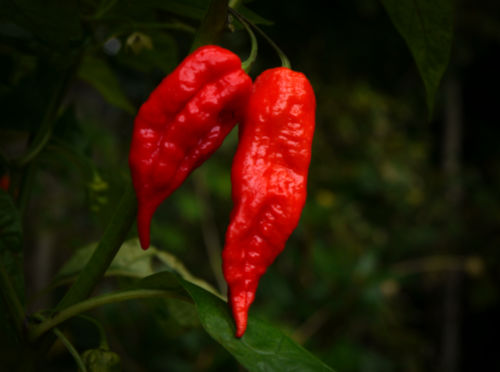  Bengal Naga Chilli Plant 