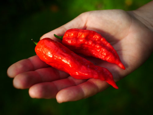  Bengal Naga Pods 