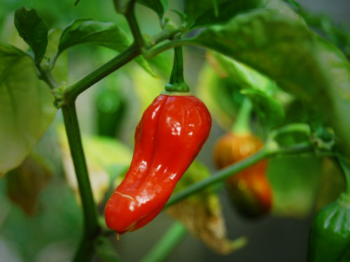  Naga Morich Chilli Plant 