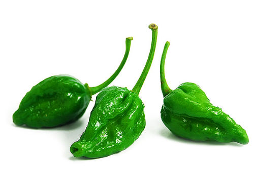  Naga Morich Pods 