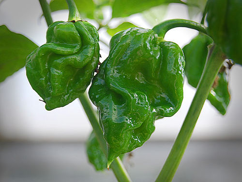  Naga Viper Chilli Plant 