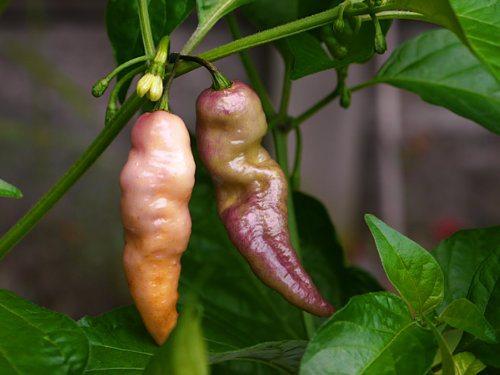  Pink Tiger Chilli Plant 