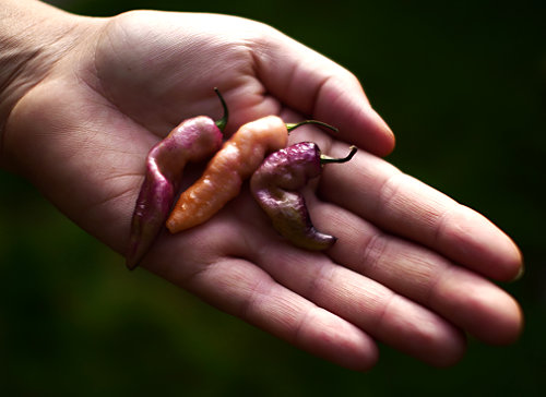  Pink Tiger Chillies 