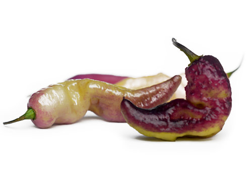  Pink Tiger Pods 