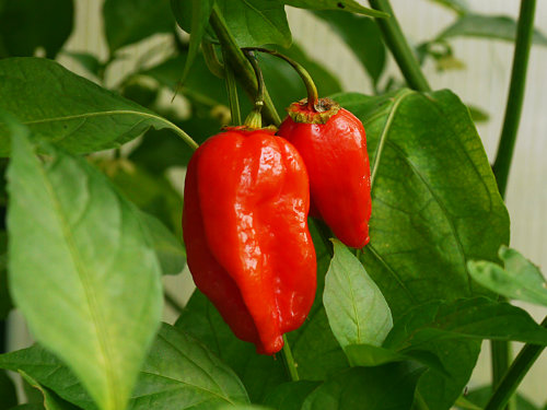  Seven Pot Bubblegum Chilli Plant 