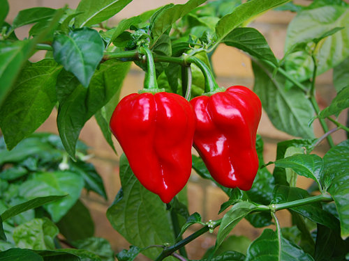 Red Seven Pot Chilli Plant 