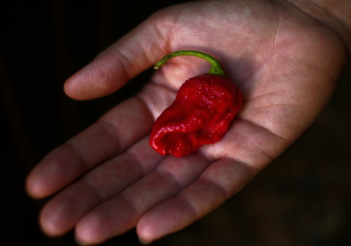  Red Seven Pot Chilli 