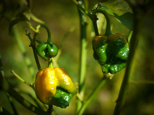  Seven Pot Jonah Chilli Plant 