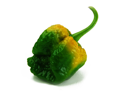  Seven Pot Jonah Pod 