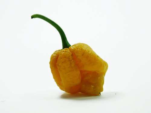  Seven Pot Jonah Chilli 