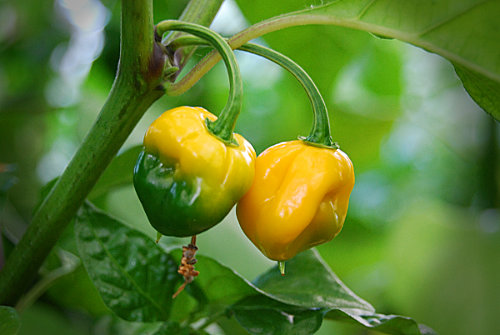  Yellow Seven Pot Chilli Plant 