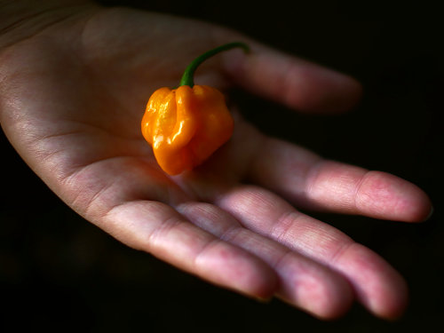  Yellow Seven Pot Chilli 