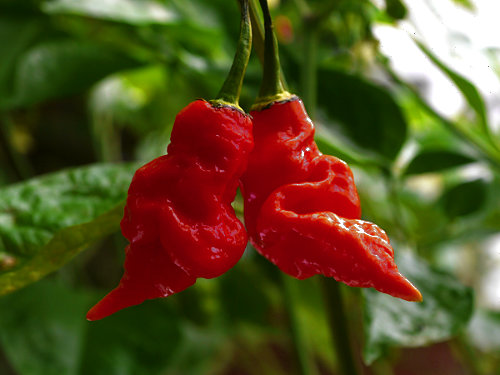  Trinidad Scorpion Chilli Plant 