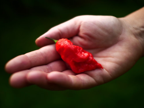  Trinidad Scorpion Chillies 