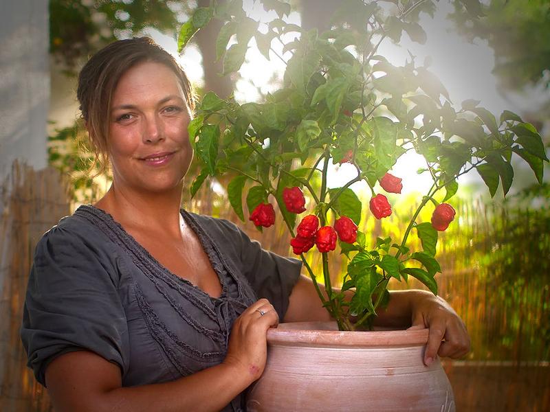 Armageddon chilli plant in full fruit, grown in terracotta pot – superhot UK variety