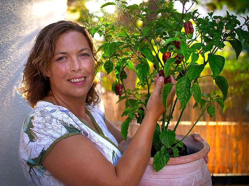 Kraken Scorpion chilli plant with dark red pods – rare superhot grown in the UK