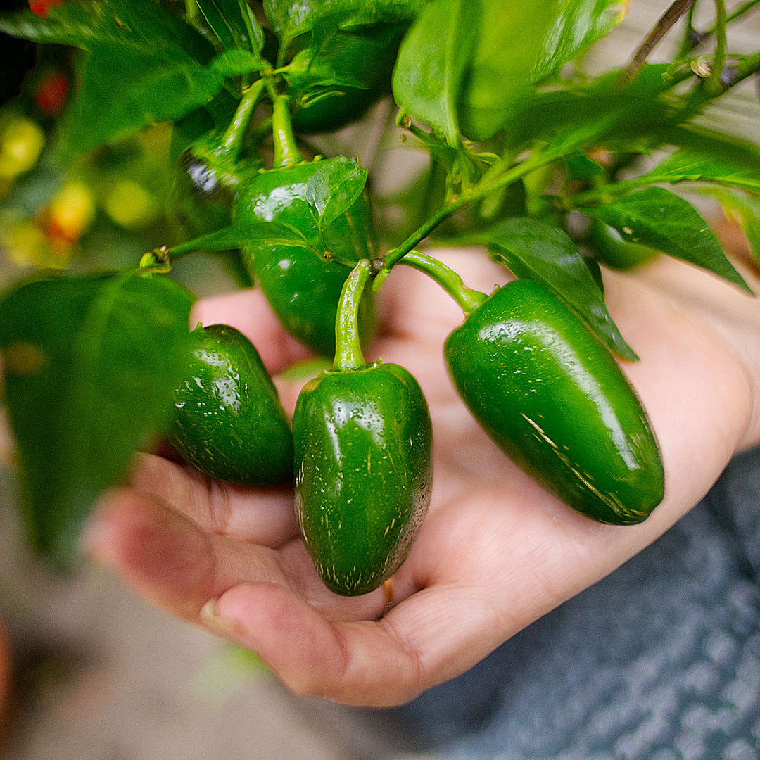 World of Chillies Jalapeno chilli plant with green fruits