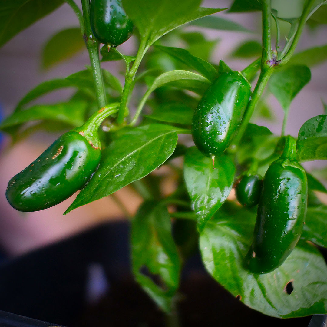 World of Chillies Jalapeno chillies freshly picked