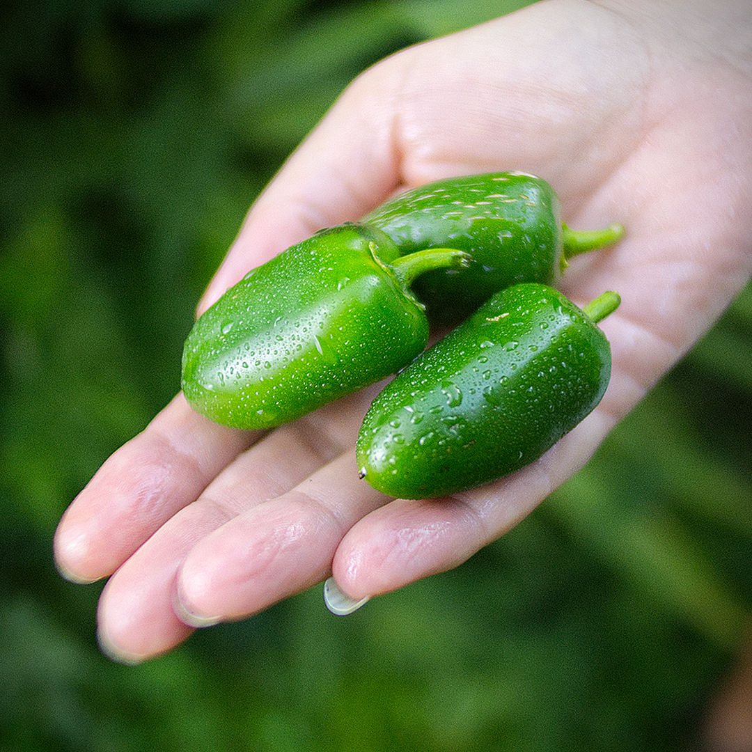 World of Chillies Jalapeno chillies held in hand