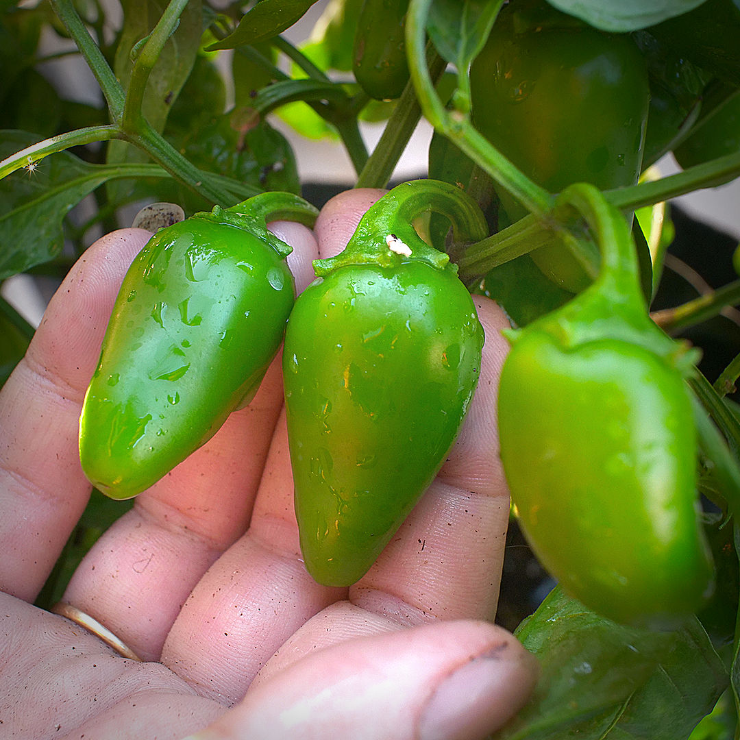World of Chillies Jalapeno chillies close-up on the plant