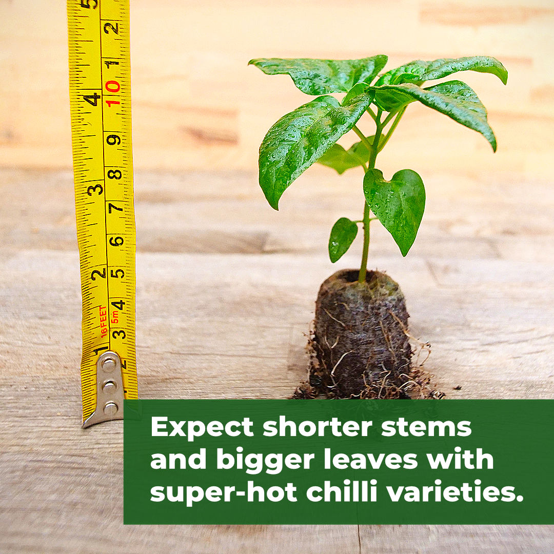 World of Chillies super-hot chilli plug seedling with ruler for scale