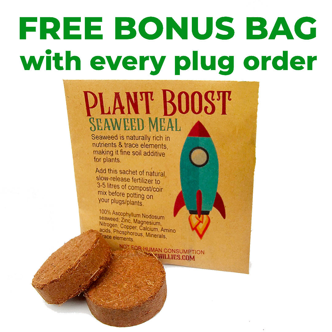World of Chillies Plant Boost seaweed meal bonus bag with chilli plug order