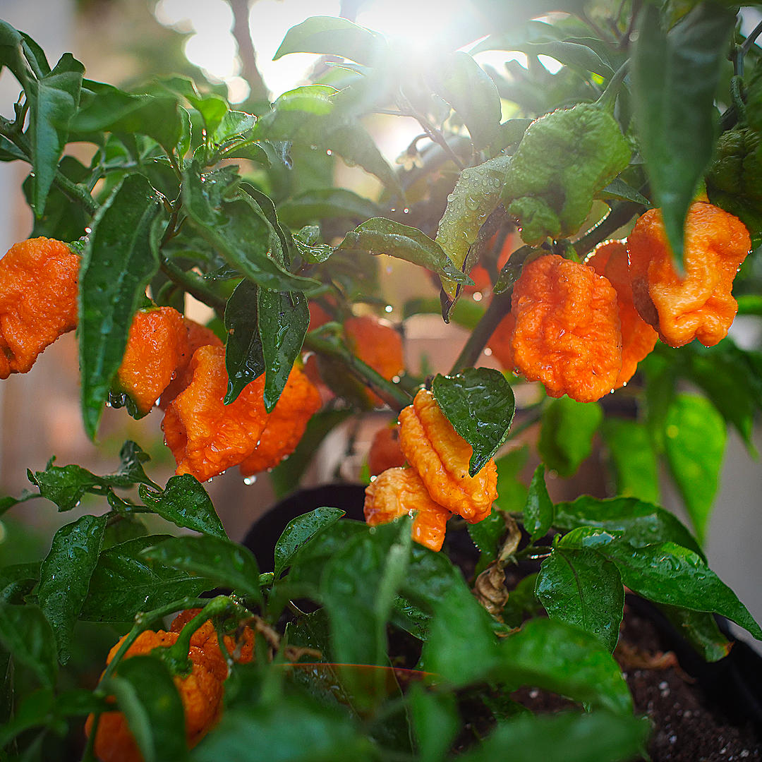 World of Chillies Jay’s Peach Scorpion chillies ripening on the plant in soft light