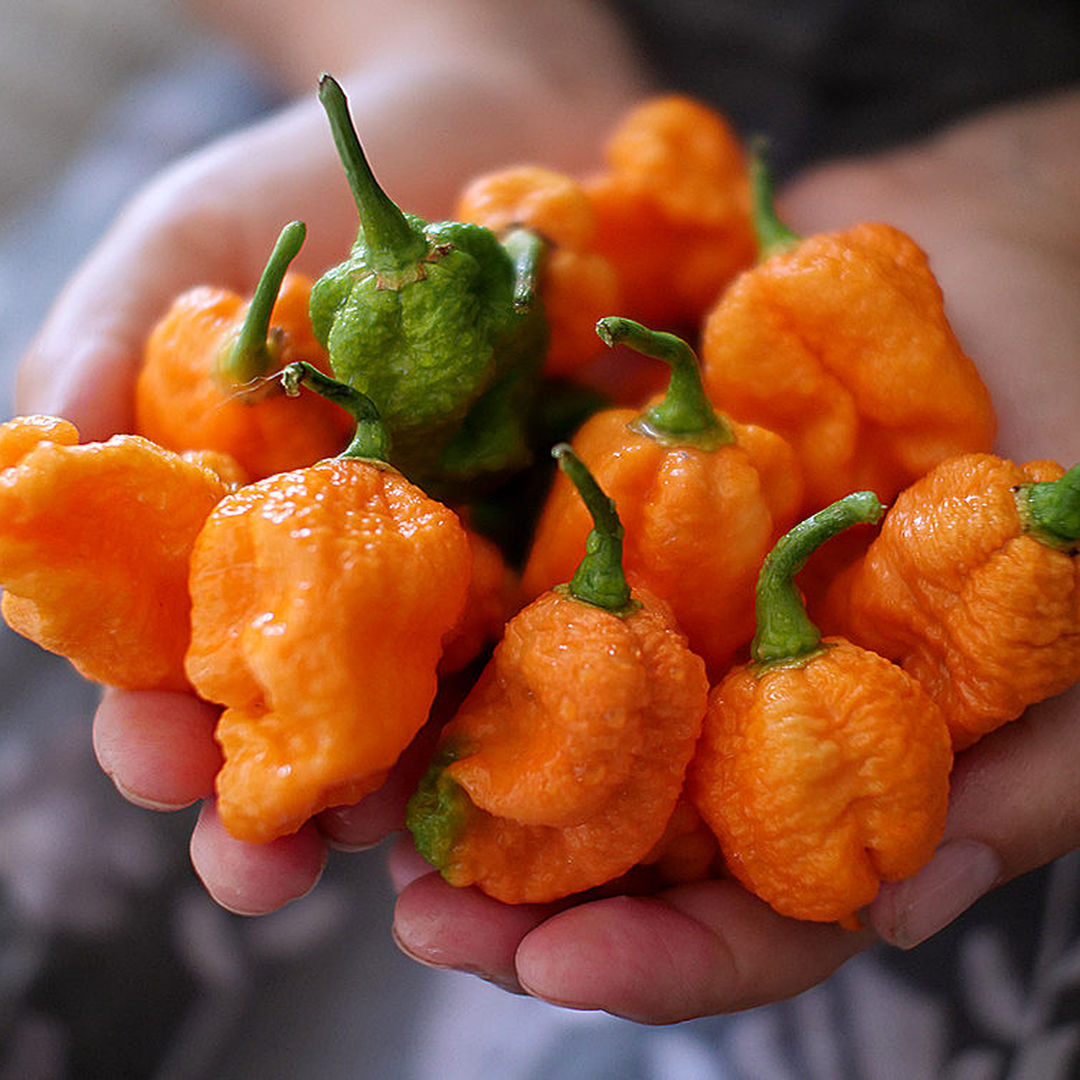 World of Chillies Jay’s Peach Scorpion chillies cupped in both hands