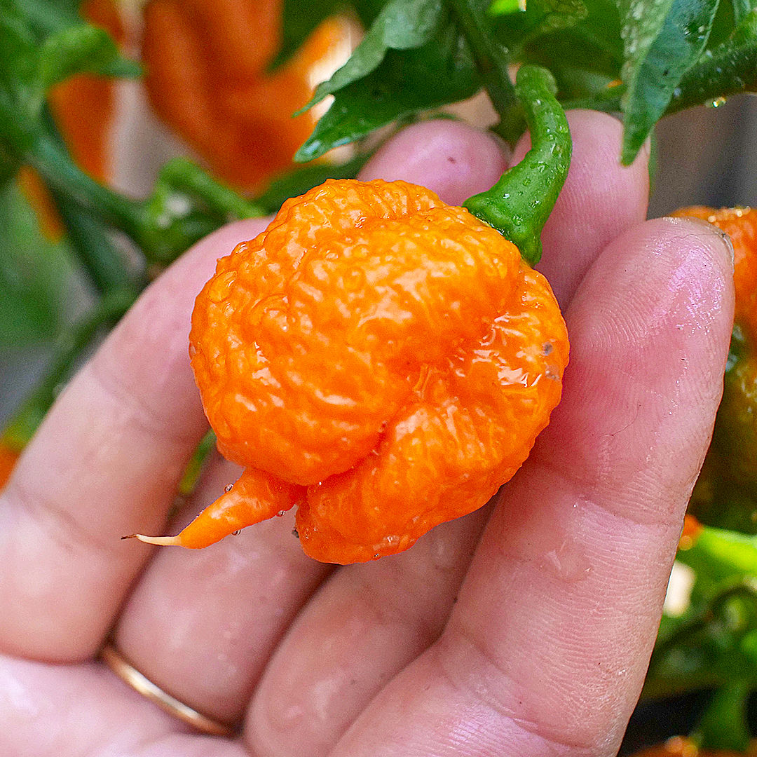 World of Chillies Jay’s Peach Scorpion ripe orange chilli held between fingers