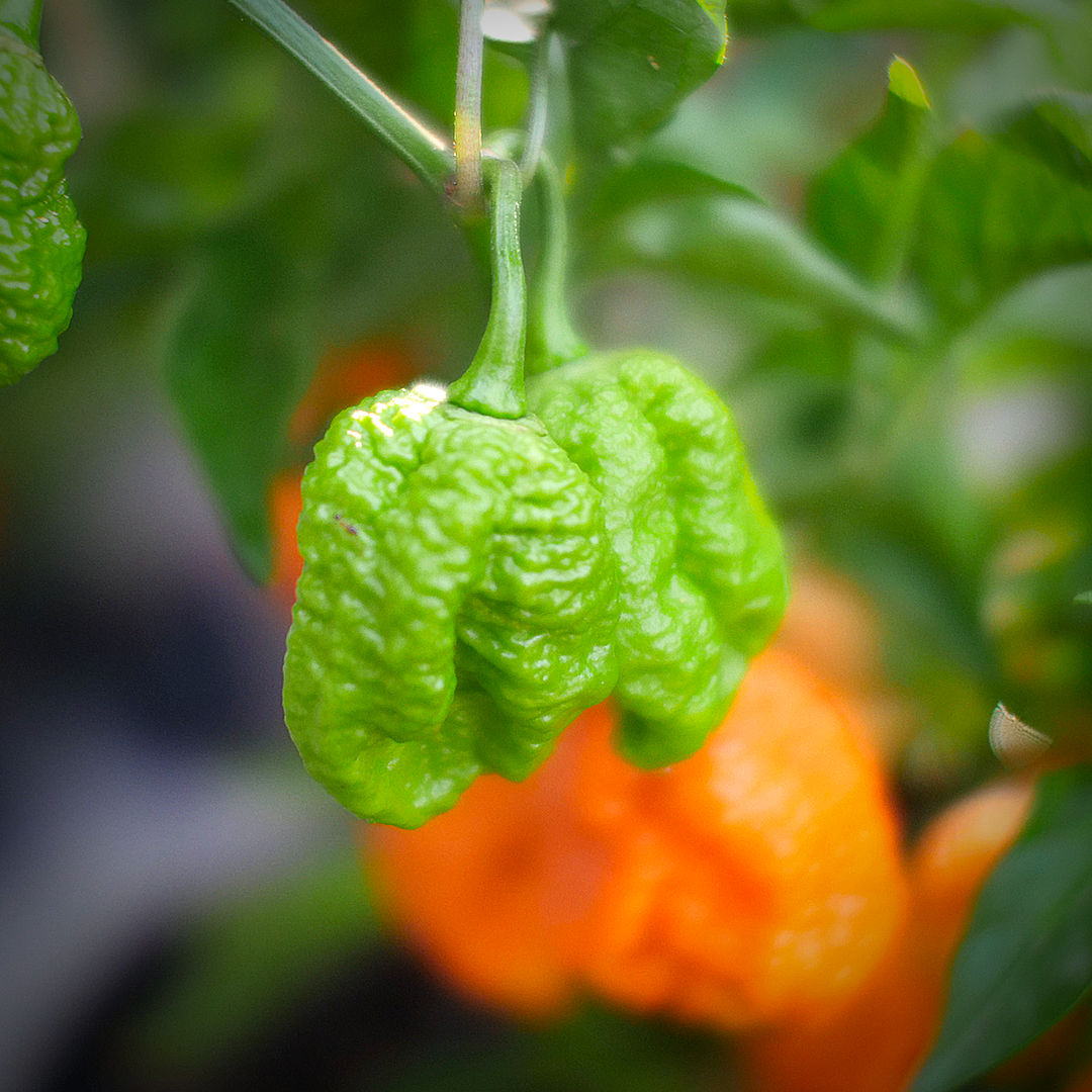World of Chillies Jay’s Peach Scorpion green chillies before ripening