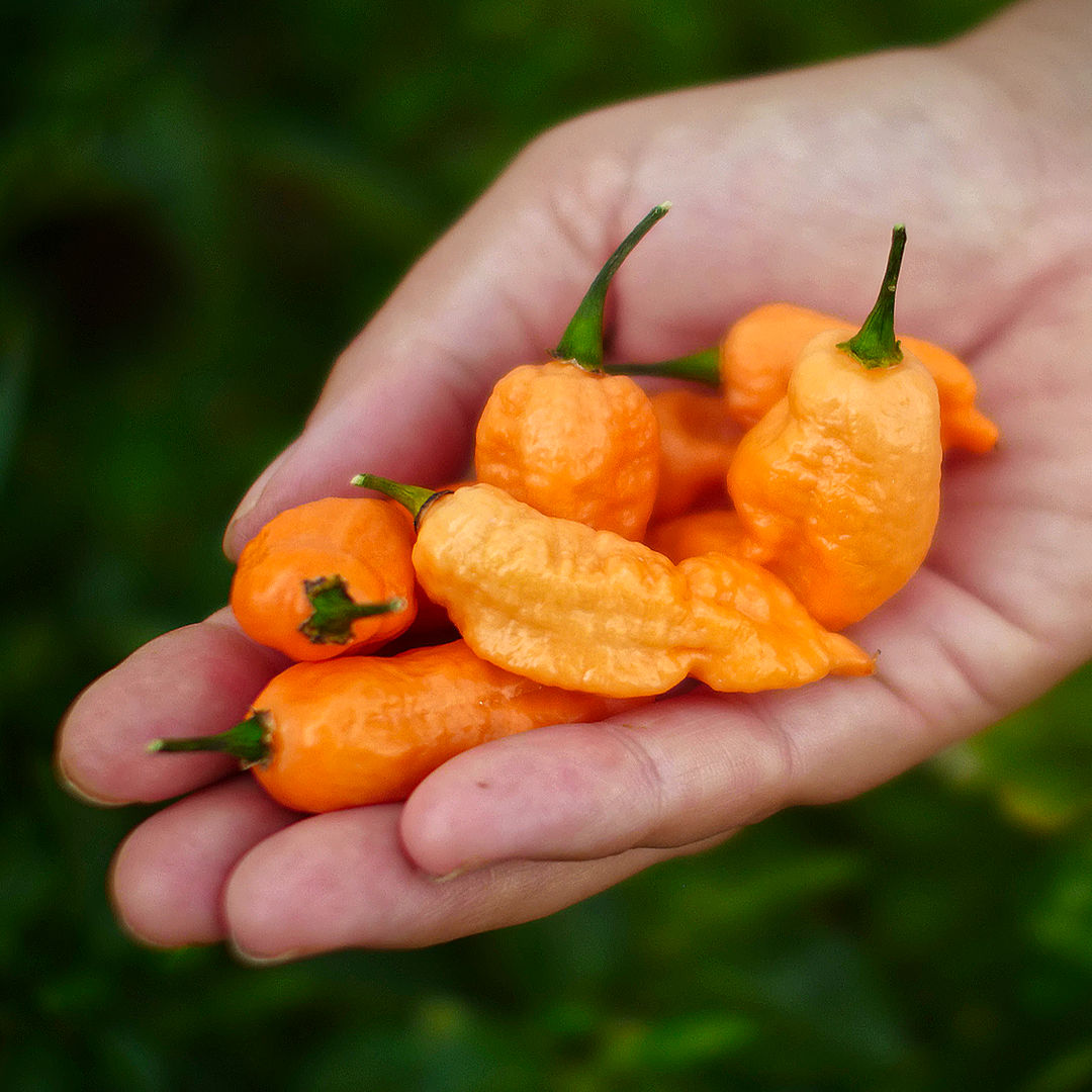 World of Chillies Jay’s Peach Scorpion chillies freshly picked and held in hand