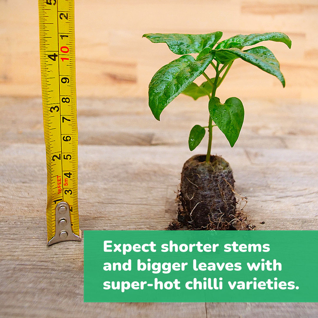 World of Chillies super-hot chilli plug seedling with ruler for scale