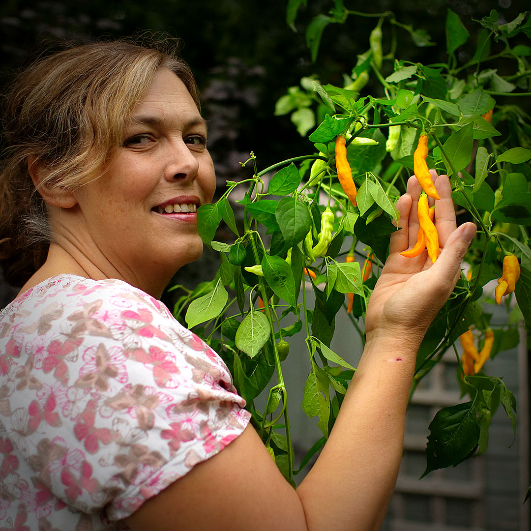 World of Chillies Madre Vieja chilli plant with ripe orange pods and green foliage