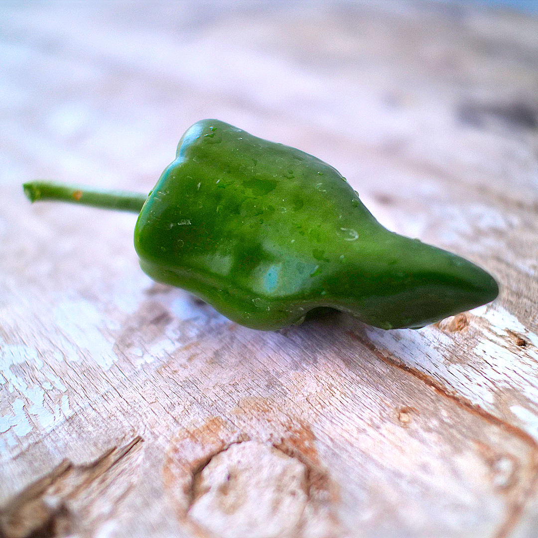 World of Chillies Ancho single chilli  pod on board