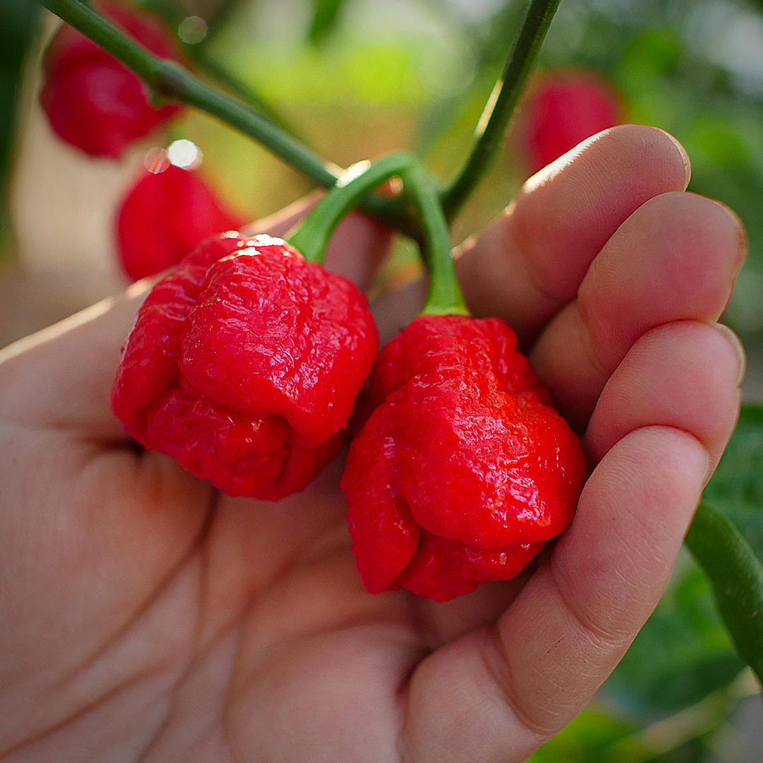 World of Chillies Armageddon chillies held in hand