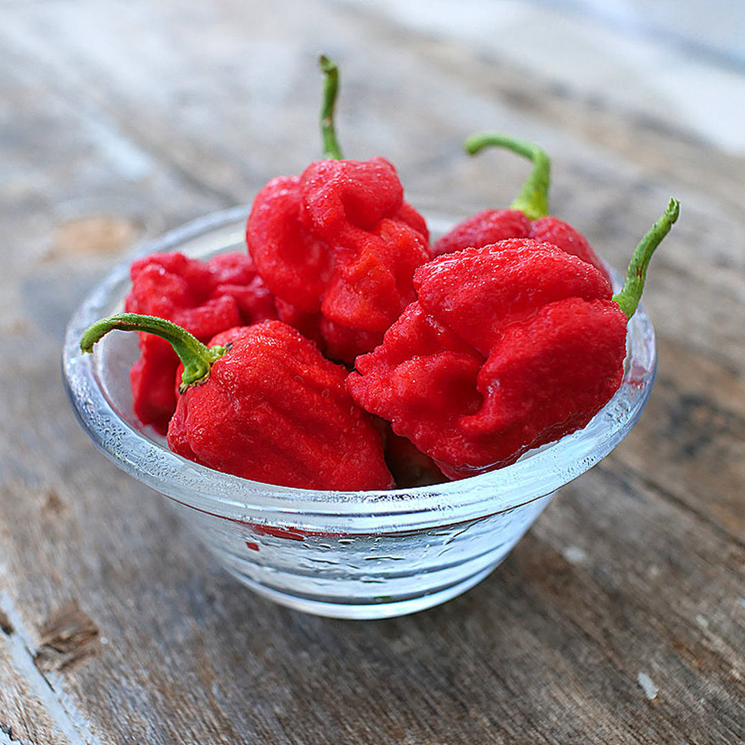 World of Chillies Armageddon chillies in glass bowl