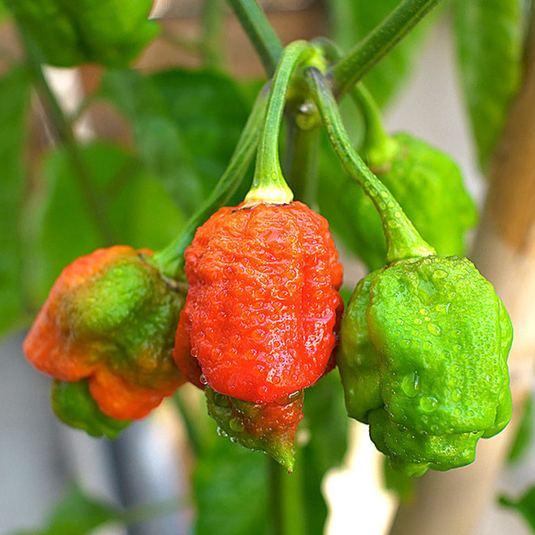 World of Chillies Armageddon chillies ripening on the plant