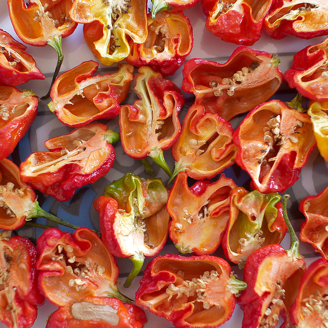 World of Chillies Armageddon chillies sliced open to show seeds