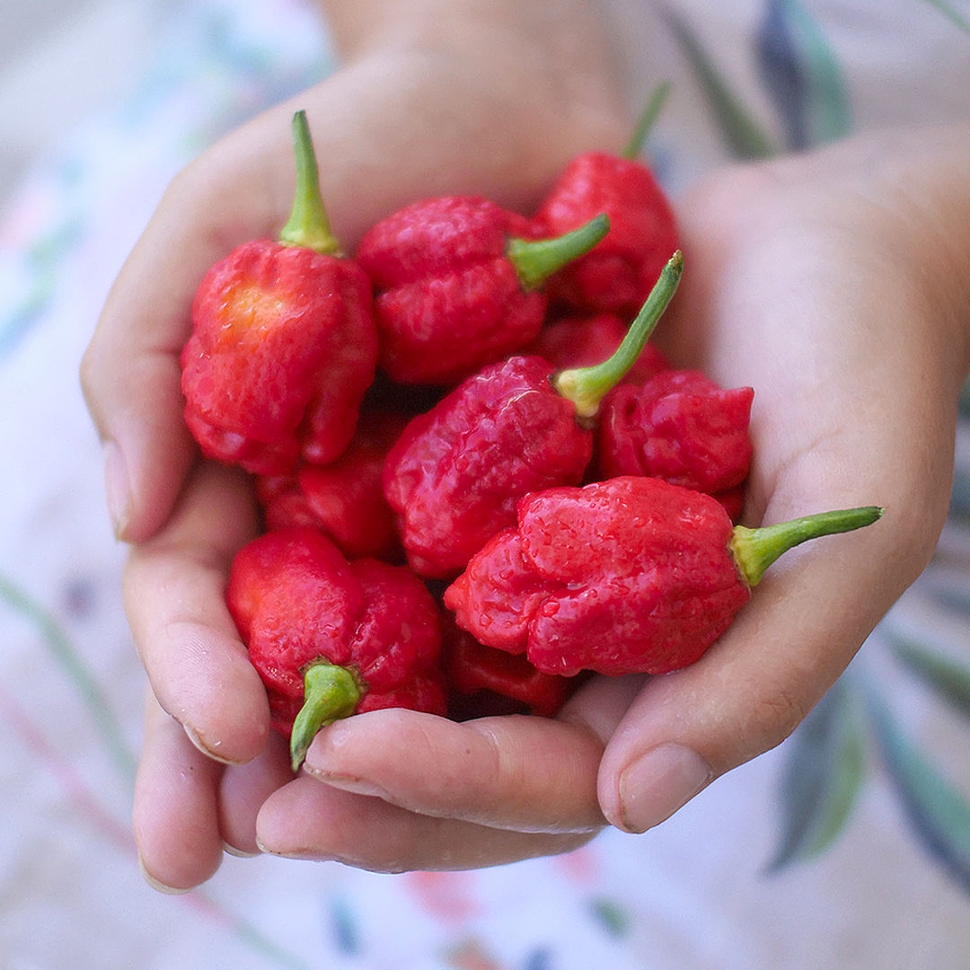 World of Chillies Armageddon chillies cupped in hands